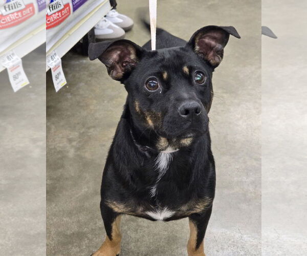 Medium Photo #1 Dachshund-Unknown Mix Puppy For Sale in Missouri City, TX, USA