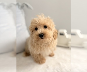 Cock-A-Poo Puppy for sale in MURFREESBORO, TN, USA