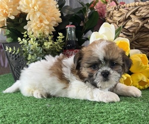 Shih Tzu Puppy for sale in CANOGA, NY, USA