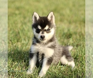 Pomsky Puppy for sale in PARKESBURG, PA, USA