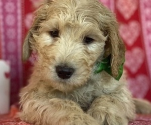 Goldendoodle Puppy for sale in LANCASTER, PA, USA