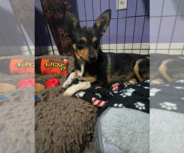 Medium Photo #3 Chihuahua-Unknown Mix Puppy For Sale in Aurora, IN, USA