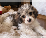 Litter of 3 - Male(s) and Female(s) Cockapoo (Miniature)Litter of Puppies for Sale - Photo #3
