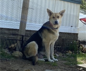 Mother of the German Shepherd Dog puppies born on 04/05/2026