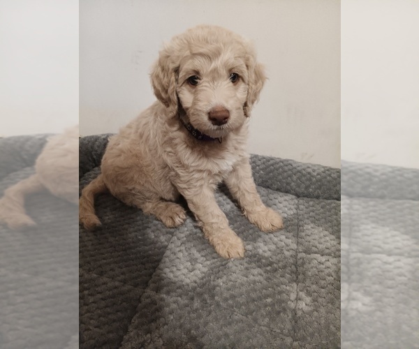 Medium Photo #1 Poodle (Standard)-Springerdoodle Mix Puppy For Sale in MONTELLO, WI, USA