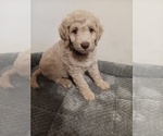 Small Poodle (Standard)-Springerdoodle Mix