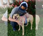 Small #37 American Pit Bull Terrier Mix