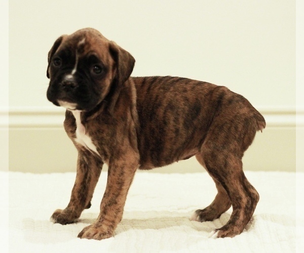 Medium Photo #1 Boxer Puppy For Sale in DENVER, PA, USA