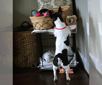Small #1 Rat Terrier