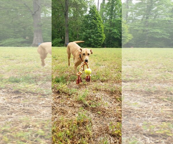 Medium Photo #4 Mutt Puppy For Sale in Raleigh, NC, USA
