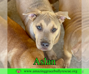 Bulldog-Labrador Retriever Mix Dogs for adoption in Pensacola, FL, USA