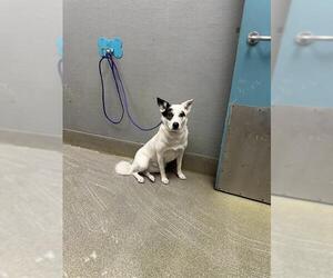 Border Collie-Unknown Mix Dogs for adoption in Las Vegas, NV, USA