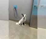 Small Border Collie Mix