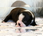 Small Photo #15 Boston Terrier Puppy For Sale in WINNSBORO, TX, USA