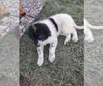 Small #2 Great Bernese