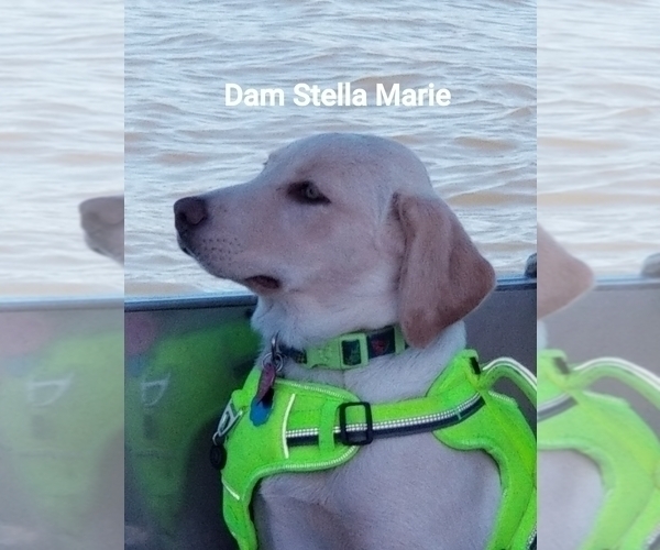 Medium Photo #1 Labrador Retriever Puppy For Sale in BELLINGHAM, WA, USA