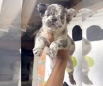 Small #3 French Bulldog