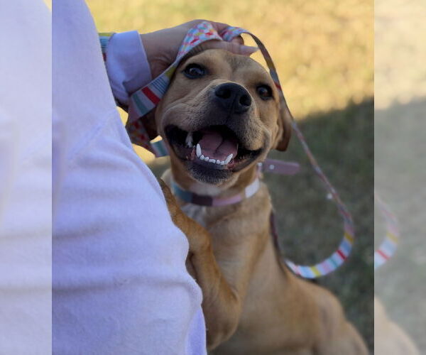 Medium Photo #4 Basset Hound-Unknown Mix Puppy For Sale in Oceanside, CA, USA