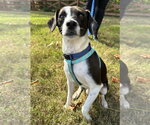 Small Photo #2 Mutt Puppy For Sale in Greenville, SC, USA