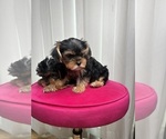 Small #4 Yorkshire Terrier