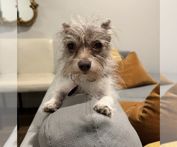 Medium Photo #5 Mutt Puppy For Sale in Brooklyn, NY, USA