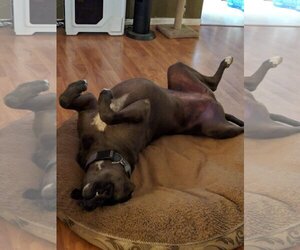 Marla - Female Boxer-Great Dane Mix Dog for Adoption - Photo #2