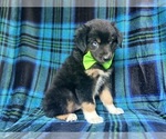 Small #6 Miniature Australian Shepherd