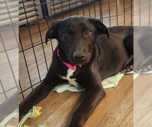 Borador Dogs for adoption in Olalla, WA, USA