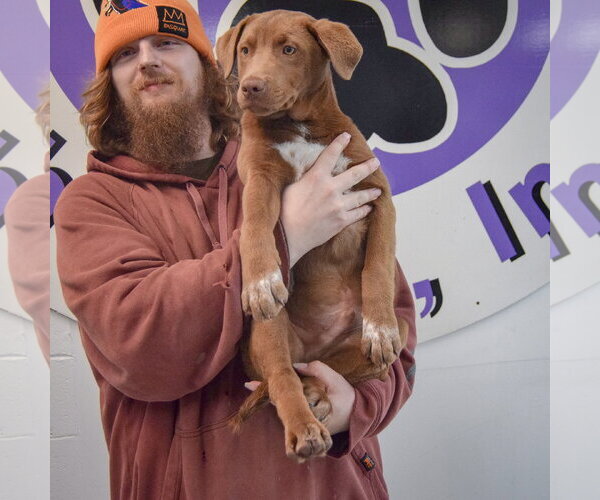 Medium Photo #4 Labrador Retriever Puppy For Sale in Huntley, IL, USA