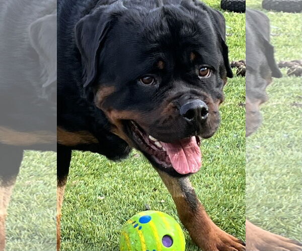 Medium Photo #4 Rottweiler Puppy For Sale in Mooresville, NC, USA