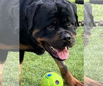 Small #3 Rottweiler