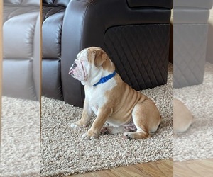 English Bulldog Puppy for sale in GLADWIN, MI, USA
