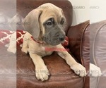 Small Photo #3 Cane Corso Puppy For Sale in DENTSVILLE, MD, USA