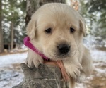 Puppy Puppy 2 Labrador Retriever