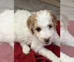 Puppy 3 Labradoodle