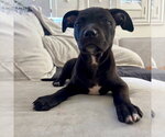 Small #3 American Staffordshire Terrier Mix