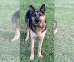 Small #4 German Shepherd Dog