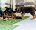 Small #17 German Shepherd Dog