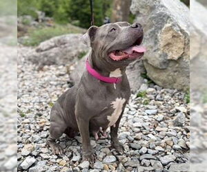 American Pit Bull Terrier-Unknown Mix Dogs for adoption in Las Vegas, NV, USA