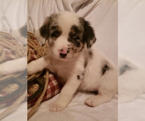 Australian Shepherd Puppy for sale in BRIGGSDALE, CO, USA
