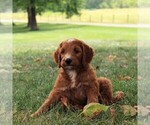 Small Photo #4 Irish Doodle Puppy For Sale in MERCERSBURG, PA, USA