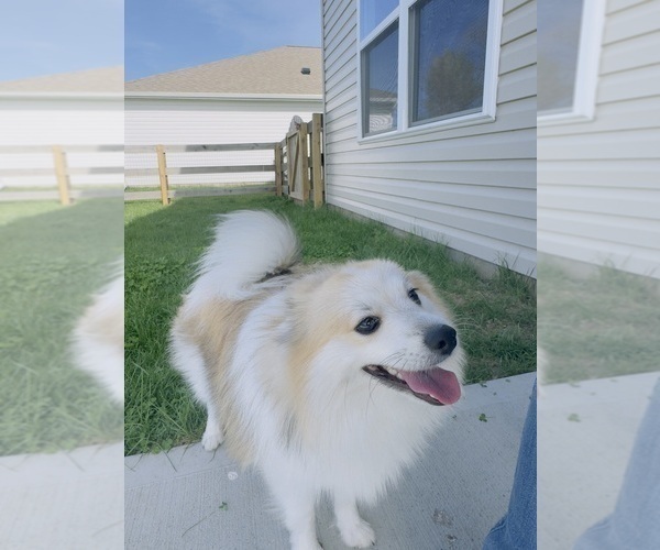 Medium Photo #1 Chiranian Puppy For Sale in TRENTON, OH, USA