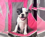 Small Photo #2 Boston Terrier Puppy For Sale in PIKEVILLE, NC, USA