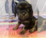 Puppy Midnight Cavalier King Charles Spaniel