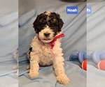 Small #2 Poodle (Miniature)