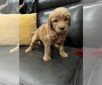 Small Photo #14 Goldendoodle Puppy For Sale in CEDAR HILL, TX, USA