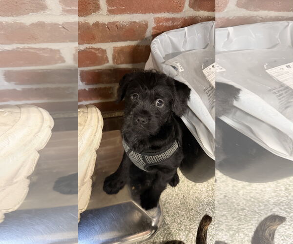 Medium Photo #6 Mutt Puppy For Sale in St. Louis Park, MN, USA