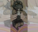 Small #7 Poodle (Toy)