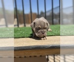 Small #2 English Bulldog