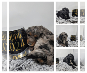 Bernedoodle Litter for sale in VERONA, MO, USA